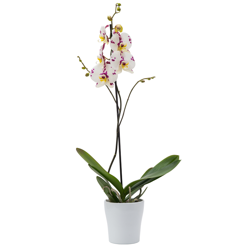 Colorful Orchid